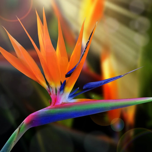 Bird Of Paradise